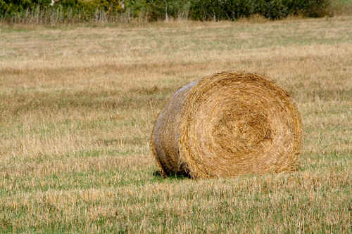 Gratis bilder