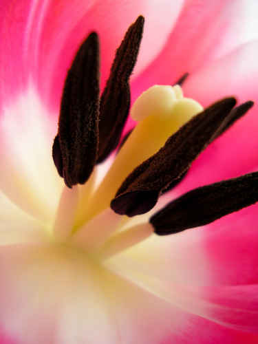 Gratis bilder