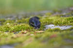 gratisbilder-080324-144.jpg