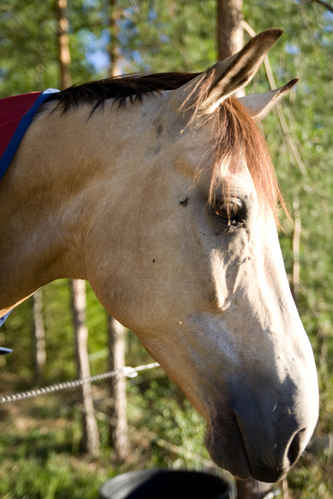 Hästar
