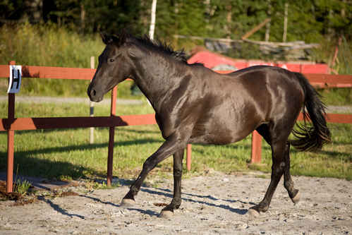 Hästar