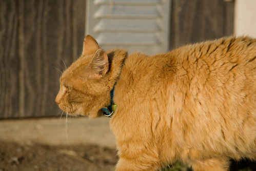 Katt