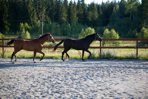 Hästar