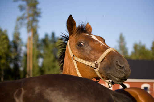 Hästar