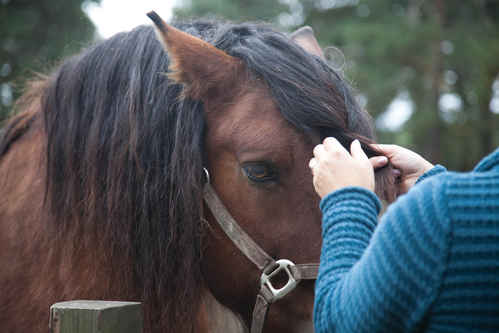 Nordsvensk brukshäst