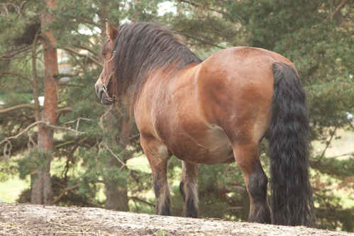 Nordsvensk brukshäst