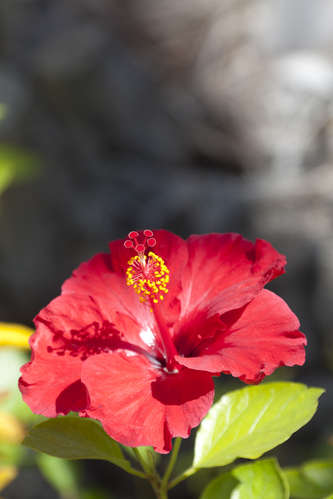 Hibiskus