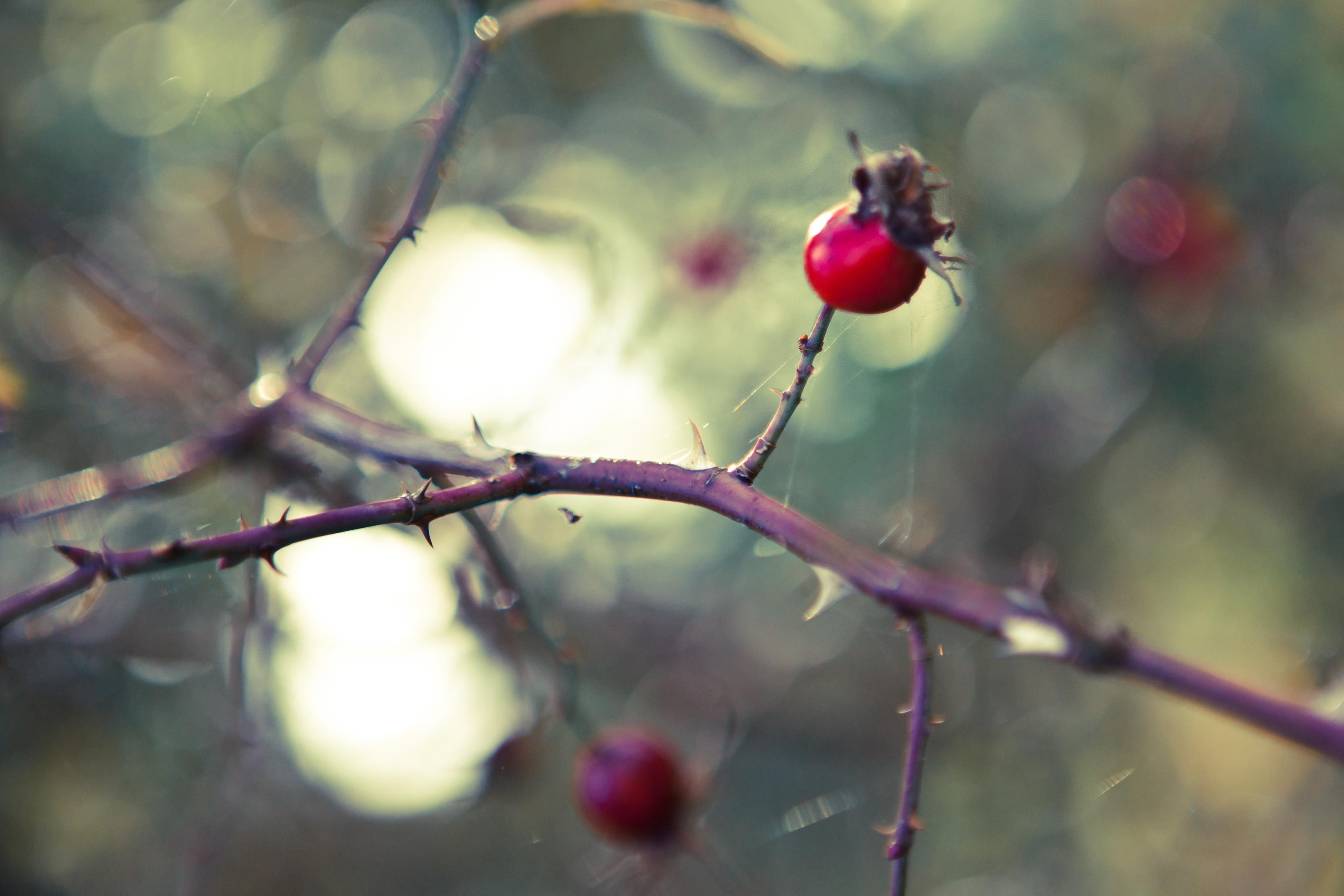 Gratis bilder på nyponbuske - Höst