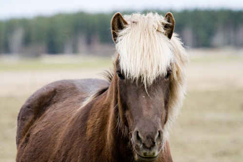 Islandshästar