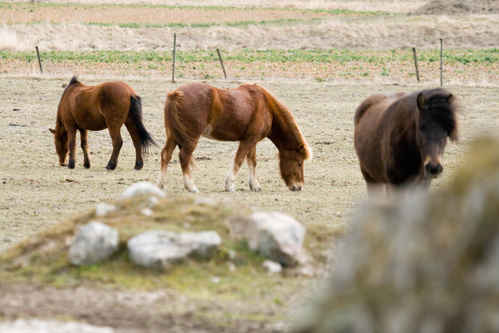 Islandshästar