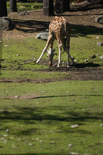 Giraff