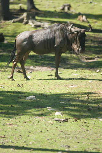 Gnu