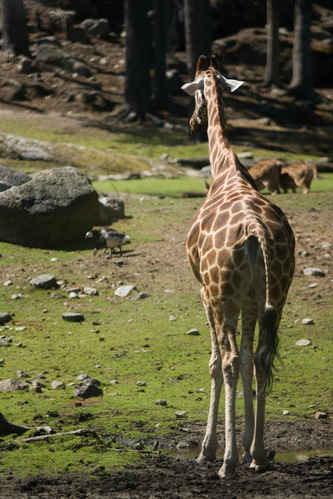 Giraff