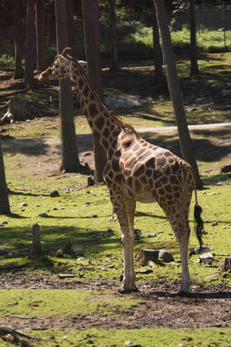 Giraff
