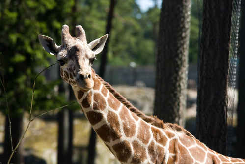 Giraff