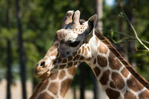 Giraff
