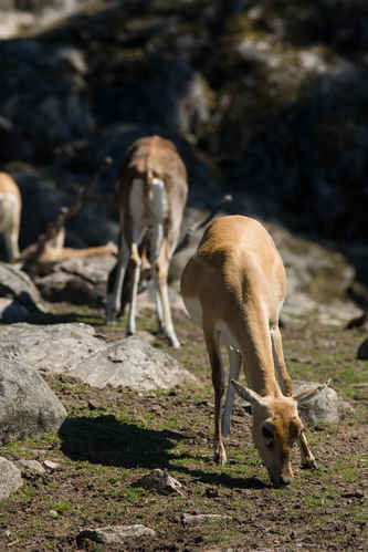 Lechwevattenbock