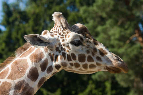Giraff