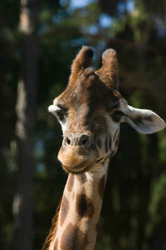 Giraff