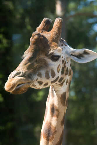 Giraff