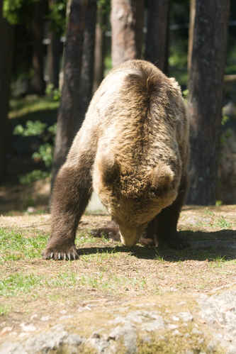 Björn