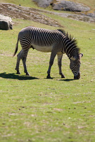 Zebra