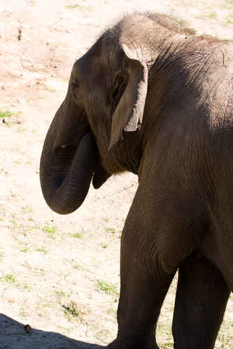 Elefant