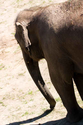 Elefant