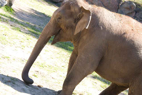 Elefant