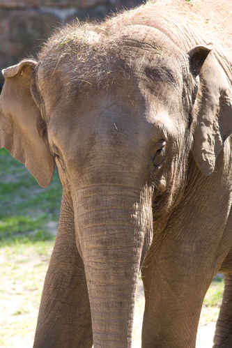 Elefant