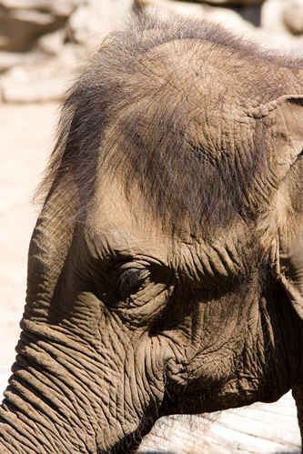 Elefant