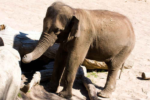 Elefant