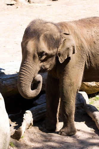 Elefant