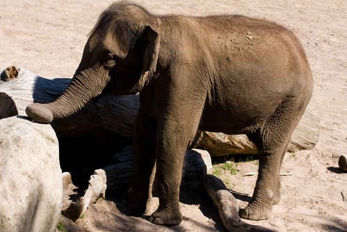 Elefant