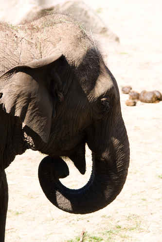 Elefant