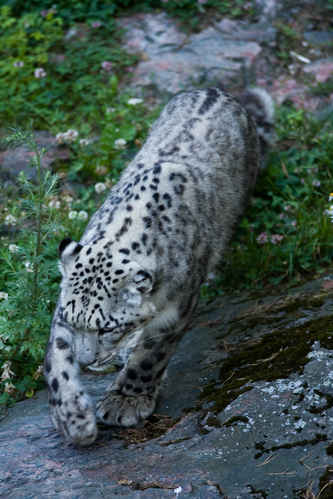 Snöleopard