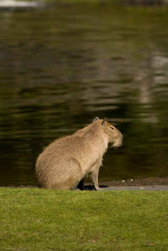 Kapybara