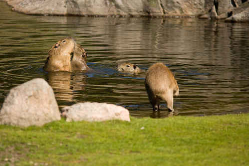 Kapybara