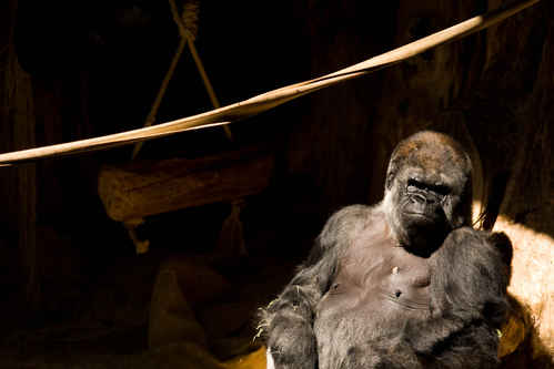 Gorilla
