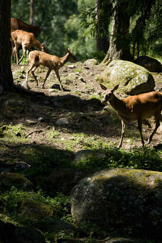 Vykort kolmarden080710