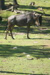 kolmarden080710-104.jpg