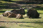 kolmarden080710-105.jpg