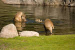 kolmarden080710-53.jpg