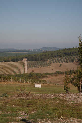 Vin och olivodlingar