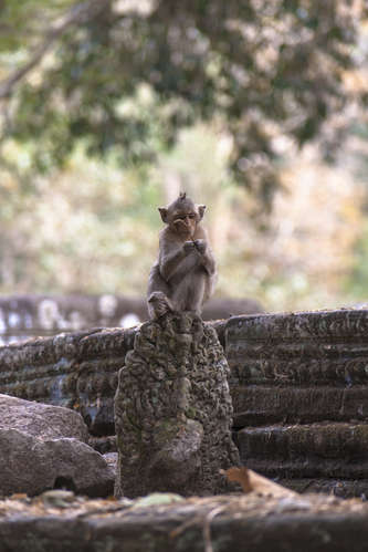 Apa vid Angkor Thom