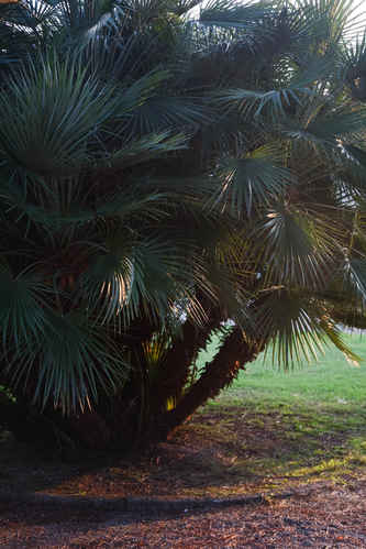Palm
