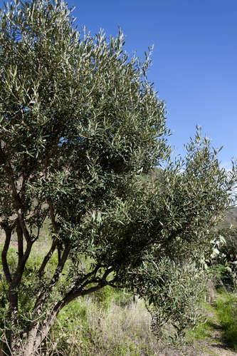 Olivträd