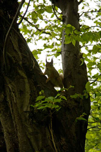 Ekorre i träd