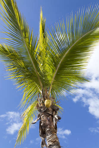 Kokospalm