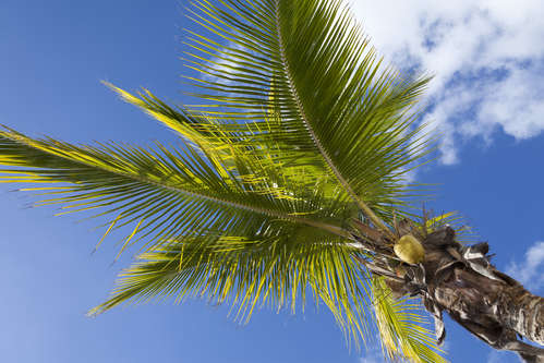 Kokospalm
